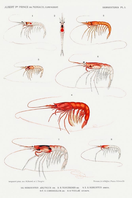 Picture of SHRIMP VARIETIES SET ILLUSTRATION I