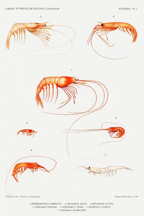 Picture of SHRIMP VARIETIES SET ILLUSTRATION II