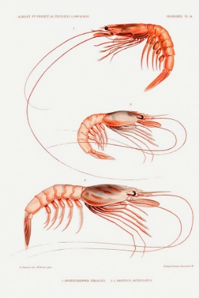 Picture of SHRIMP VARIETIES SET ILLUSTRATION III