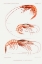 Picture of SHRIMP VARIETIES SET ILLUSTRATION III