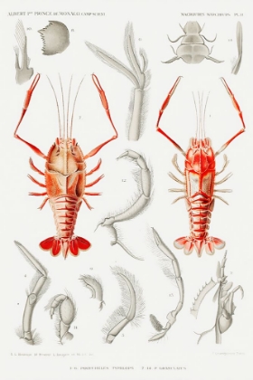 Picture of SHRIMPS EXTERNAL AND INTERNAL ORGANS ILLUSTRATION