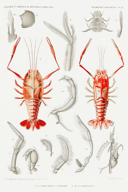 Picture of SHRIMPS EXTERNAL AND INTERNAL ORGANS ILLUSTRATION