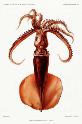 Picture of SQUID ILLUSTRATION