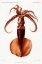 Picture of SQUID ILLUSTRATION