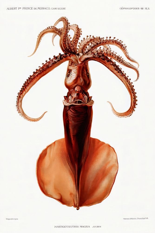 Picture of SQUID ILLUSTRATION