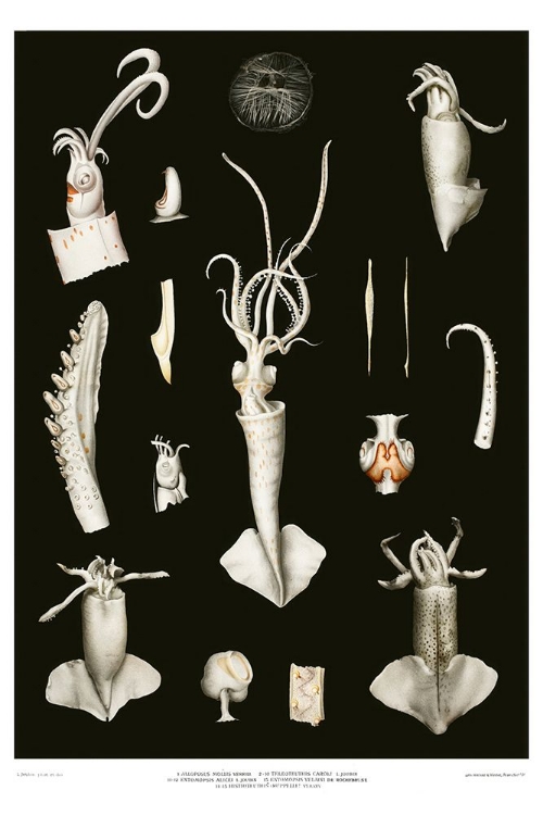 Picture of SQUID VARIETIES SET ILLUSTRATION