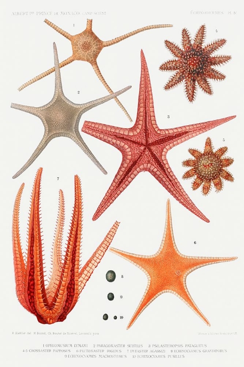 Picture of STARFISH VARIETIES SET ILLUSTRATION I