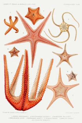 Picture of STARFISH VARIETIES SET ILLUSTRATION II