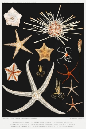 Picture of STARFISH VARIETIES SET ILLUSTRATION III