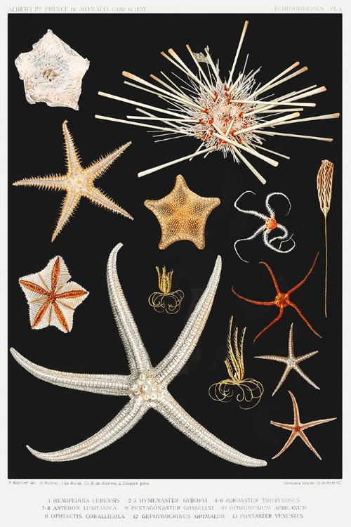 Picture of STARFISH VARIETIES SET ILLUSTRATION III