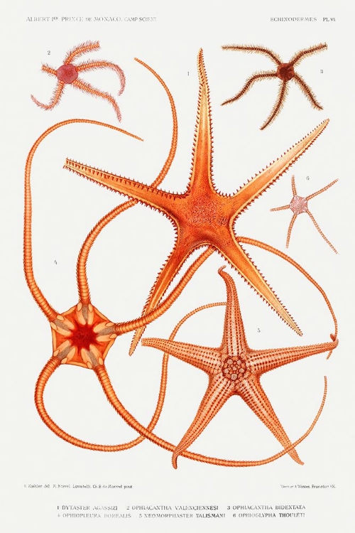 Picture of STARFISH VARIETIES SET ILLUSTRATION IV