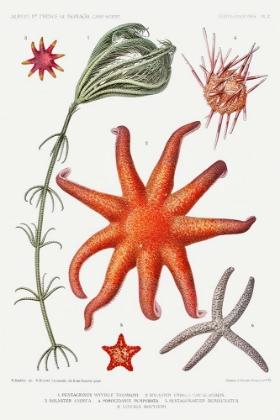 Picture of STARFISH VARIETIES SET ILLUSTRATION V