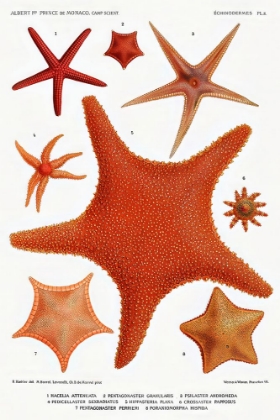 Picture of STARFISH VARIETIES SET ILLUSTRATION VI