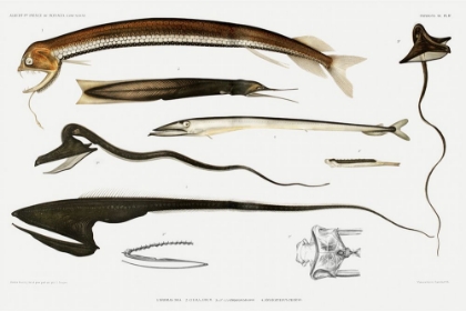 Picture of STOMIIDAE DEEP SEA FISH VARIETIES SET ILLUSTRATION II