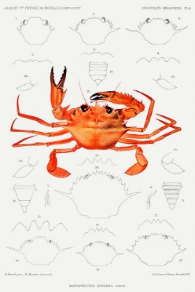 Picture of WEST AFRICAN BRACHYURAN CRAB, BATHYNECTES PIPERITUS VINTAGE ILLUSTRATION