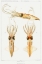 Picture of ABRALIOPSIS MORISII, BIOLUMINESCENT SQUID ILLUSTRATION