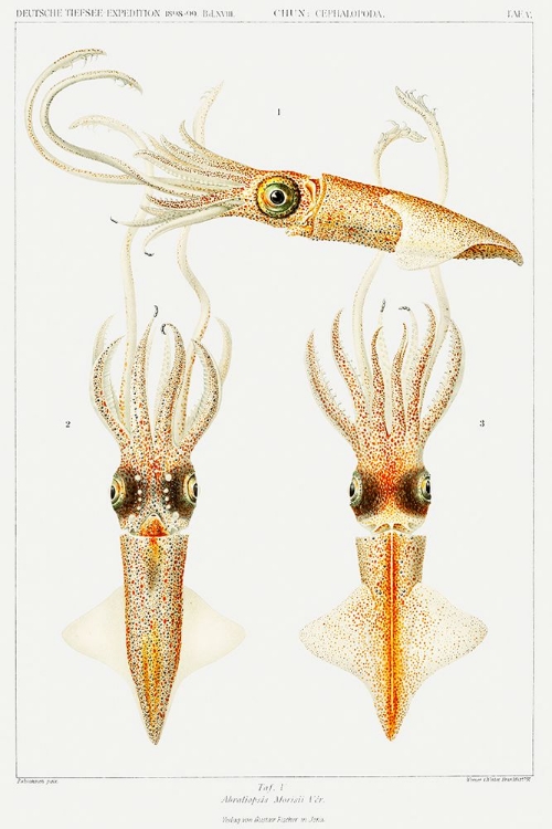 Picture of ABRALIOPSIS MORISII, BIOLUMINESCENT SQUID ILLUSTRATION