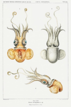 Picture of BOBTAIL SQUID ILLUSTRATION