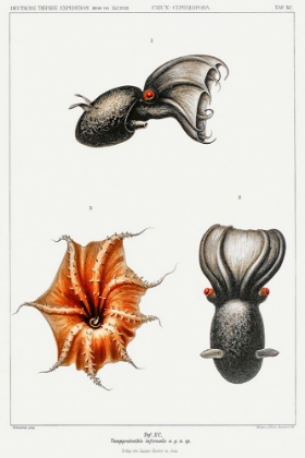 Picture of CIRRATE OCTOPUS AND A VAMPIRE SQUID ILLUSTRATION