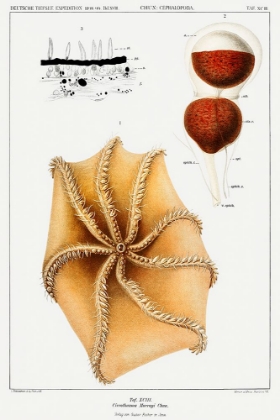 Picture of CIRRATE OCTOPUS ILLUSTRATION II