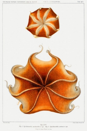 Picture of CIRRATE OCTOPUS ILLUSTRATION III
