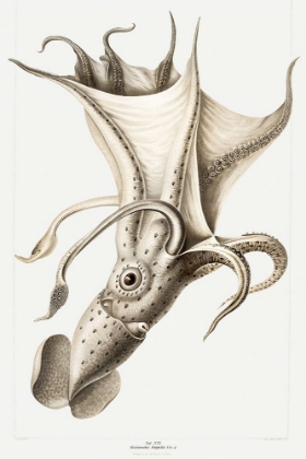 Picture of HISTIOTEUTHIS RUPPELLII, COCKEYED SQUID ILLUSTRATION