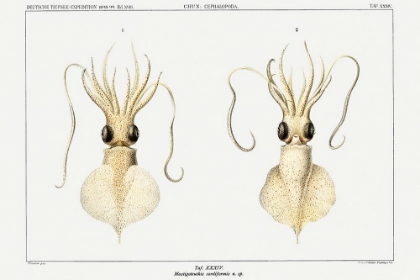 Picture of LOVE HEART SQUID, A WHIPLASH SQUID ILLUSTRATION