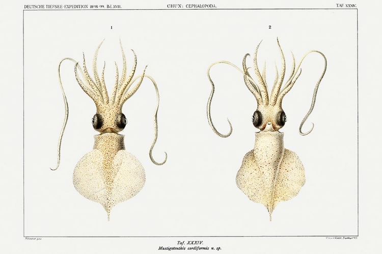 Picture of LOVE HEART SQUID, A WHIPLASH SQUID ILLUSTRATION