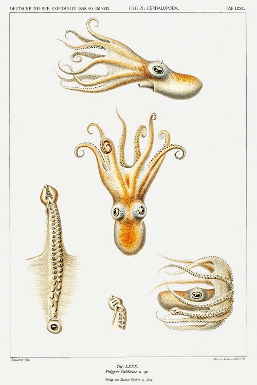 Picture of MARINE LIFE BATHYPOLYPUS OCTOPUS ILLUSTRATION