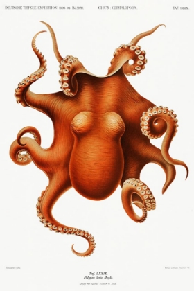 Picture of OCTOPUS ILLLUSTRATION
