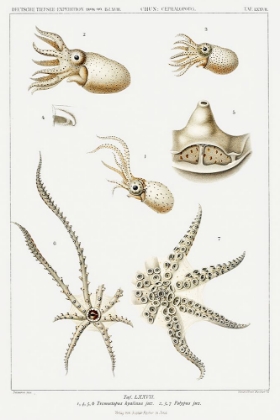 Picture of OCTOPUS VARIETIES SET ILLUSTRATION