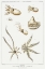 Picture of OCTOPUS VARIETIES SET ILLUSTRATION