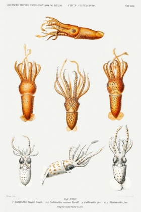 Picture of SQUID VARIETIES SET ILLUSTRATION