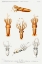 Picture of SQUID VARIETIES SET ILLUSTRATION