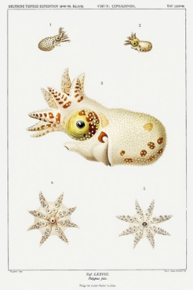 Picture of STRANGE MARINE LIFE ILLUSTRATION