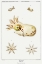 Picture of STRANGE MARINE LIFE ILLUSTRATION
