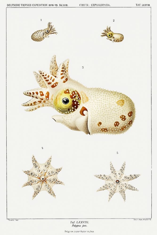 Picture of STRANGE MARINE LIFE ILLUSTRATION