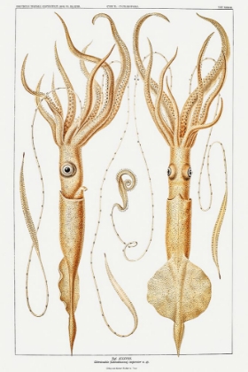 Picture of VARIOUS GENERA OF SQUIDS ILLUSTRATION