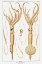 Picture of VARIOUS GENERA OF SQUIDS ILLUSTRATION