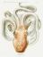 Picture of VELODONA OCTOPUS ILLUSTRATION I