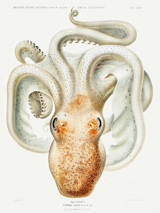 Picture of VELODONA OCTOPUS ILLUSTRATION I