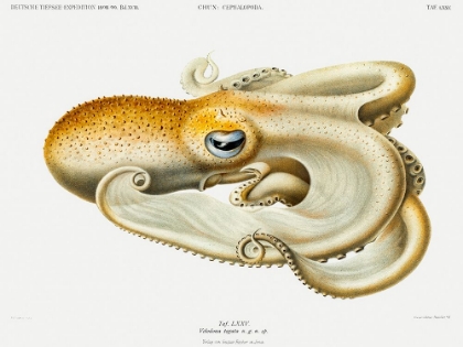 Picture of VELODONA OCTOPUS ILLUSTRATION II