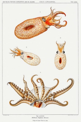 Picture of VINTAGE BOLITAENA OCTOPUS ILLUSTRATION I