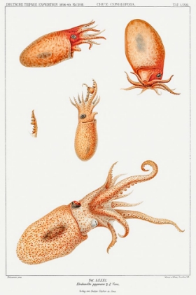 Picture of VINTAGE BOLITAENA OCTOPUS ILLUSTRATION II