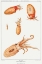 Picture of VINTAGE BOLITAENA OCTOPUS ILLUSTRATION II