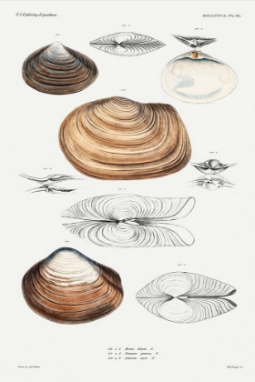 Picture of CLAM SHELL VARIETIES SET ILLUSTRATION I