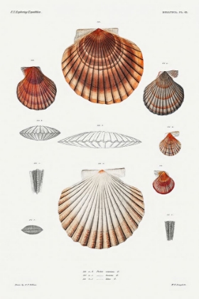 Picture of CLAM SHELL VARIETIES SET ILLUSTRATION II