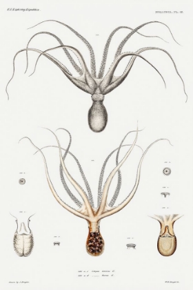 Picture of COMMON SYDNEY OCTOPUS AND OCTOPUS FURVA ILLUSTRATION