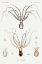 Picture of COMMON SYDNEY OCTOPUS AND OCTOPUS FURVA ILLUSTRATION