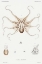 Picture of OCTOPUS MIMUS, A GOULD OCTOPUS ILLUSTRATION